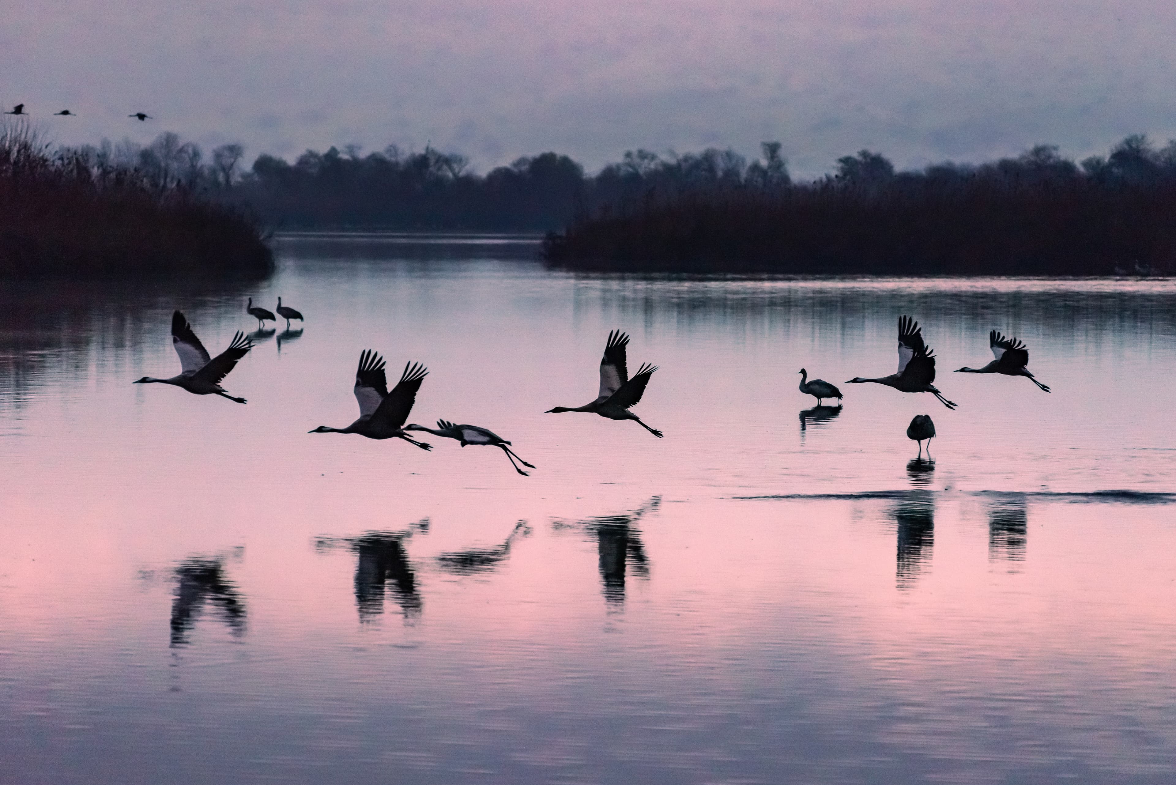 אגמון החולה